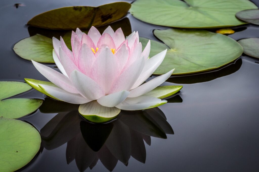 mindfulness meditatie rule of thirds photography of pink and white lotus flower floating on body of water