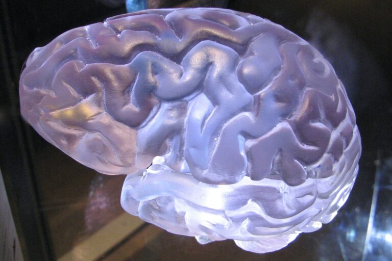 mindful meditatie a close up of a plastic brain model
